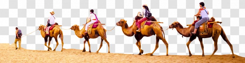 Camel - Desert - Travel Transparent PNG
