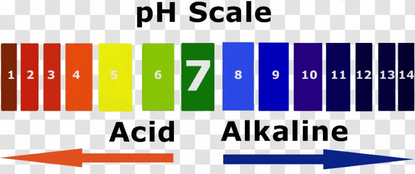 PH Alkalinity Acid–base Reaction - Acidity Function - Alkaline Diet Transparent PNG