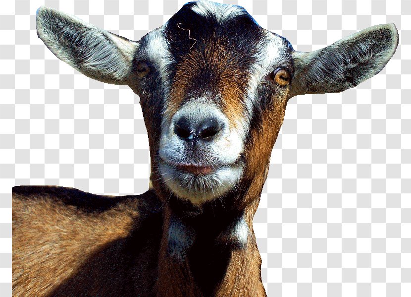 GoatZ Sheep Cattle Livestock - Thepix - Goat Transparent PNG