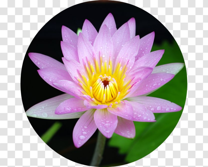 Nelumbo Nucifera Egyptian Lotus Purple Nymphaea Violet - Flowering Plant - Water Lilies Transparent PNG