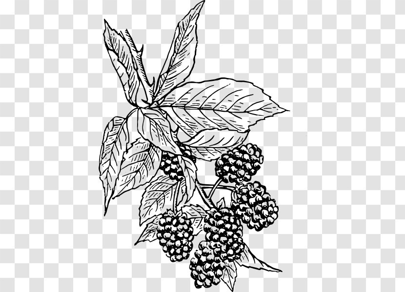 BlackBerry Curve Drawing Clip Art - Fruit - Blackberry Transparent PNG