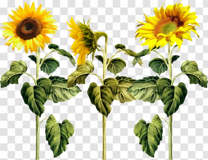 Common Sunflower Pixel Clip Art Transparent PNG