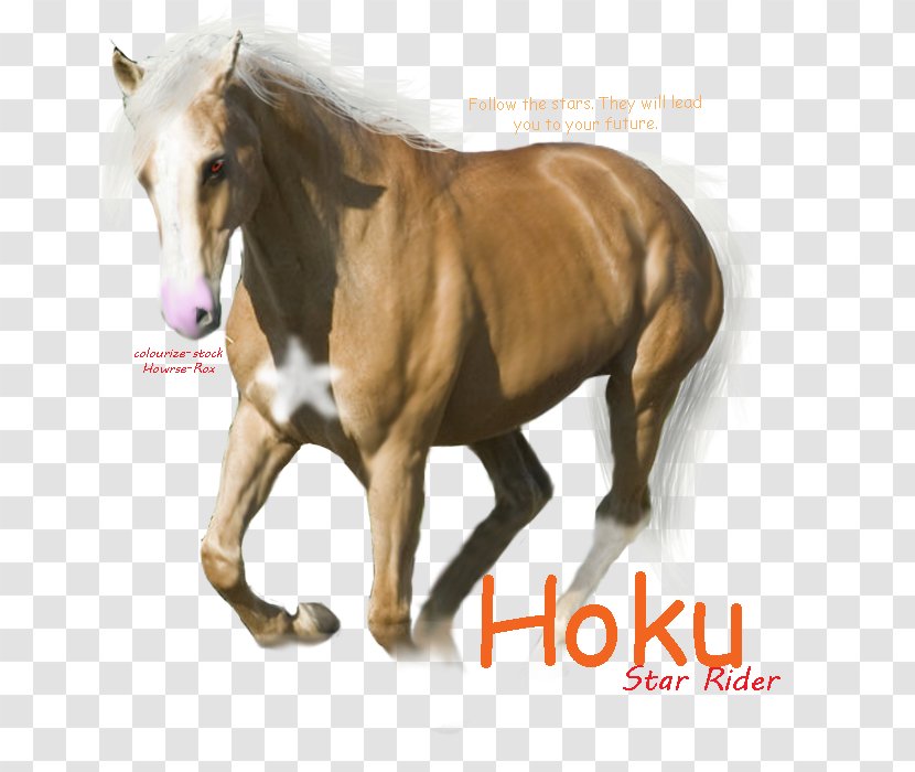 Mustang Stallion Mare Halter Freikörperkultur - Yonni Meyer Transparent PNG