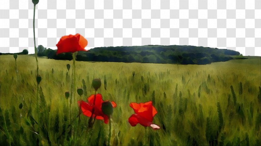 Natural Landscape Nature Meadow Field Poppy - Red - Flower Transparent PNG