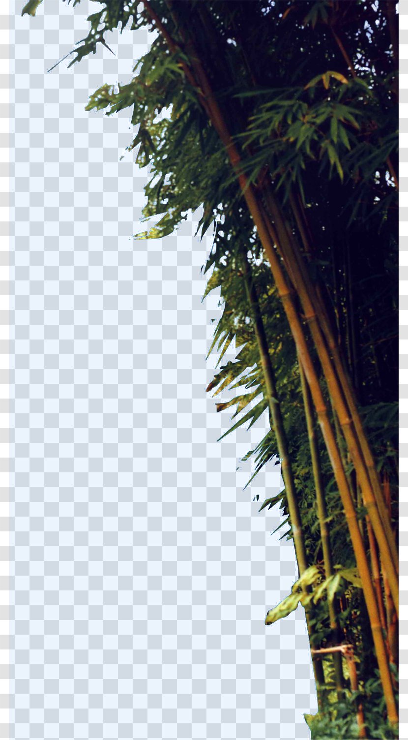 Villa House - Cottage - Gold Bamboo Between Pitt Transparent PNG