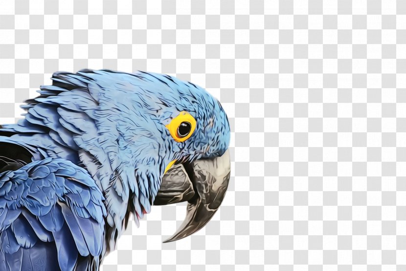 Colorful Background - Macaw - Parakeet African Grey Transparent PNG