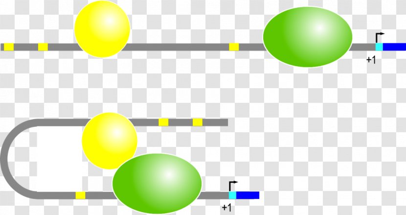 Line Point Angle - Area - Transcription Factor Transparent PNG