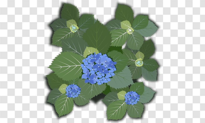 French Hydrangea Flower Clip Art - Leaf Size Transparent PNG