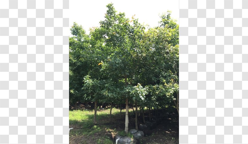Anacahuita Ehretia Anacua Texas Ebony Sweet Acacia Evergreen - Ebenopsis - Trachycarpus Fortunei Transparent PNG