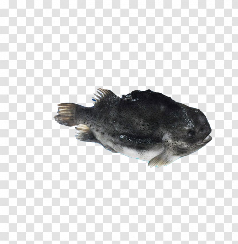 Grouper Seafood Fish - The Boat On Frozen Sea Transparent PNG