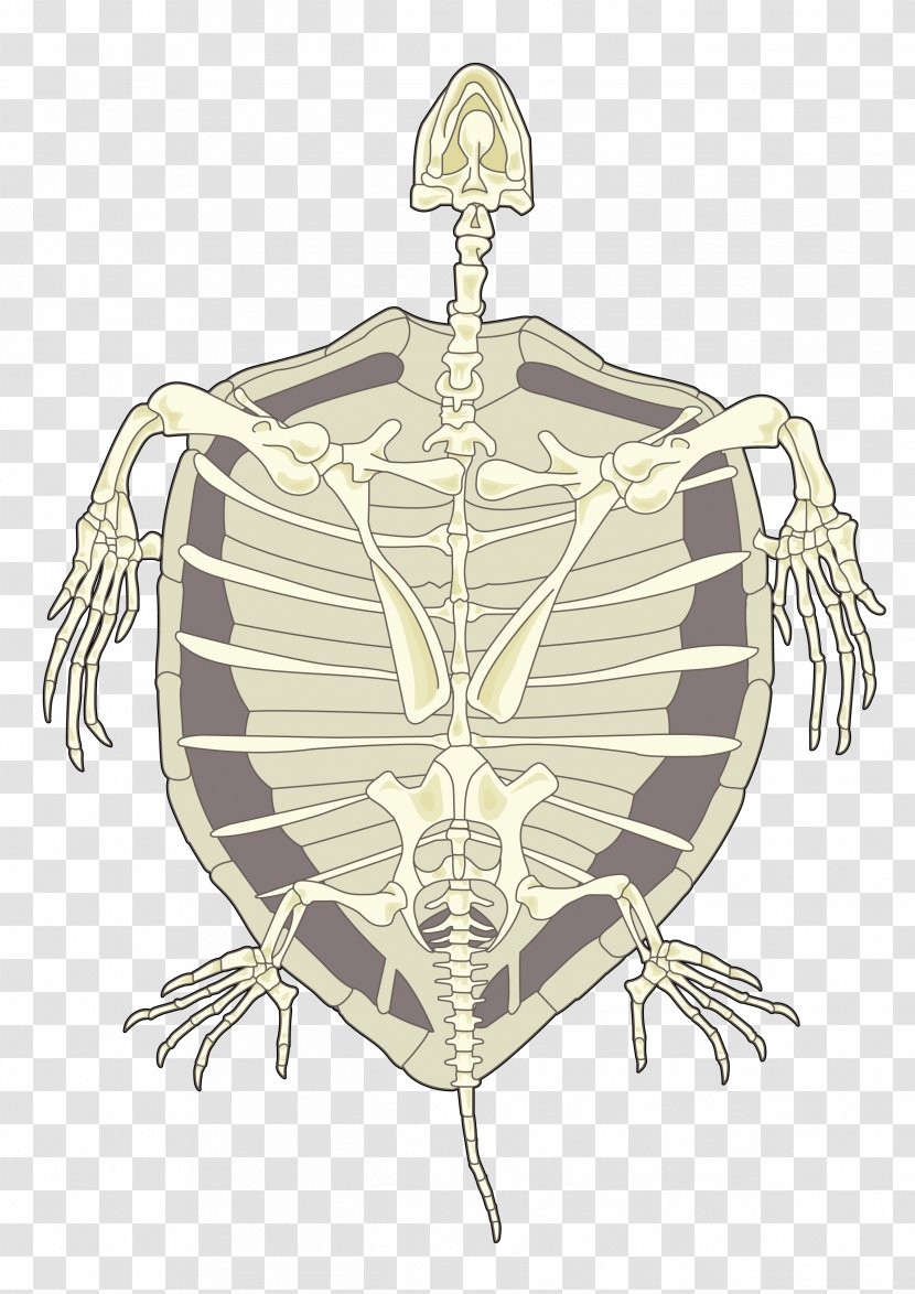 Tortoise Hawksbill Sea Turtle Human Skeleton - Tortoiseshell Transparent PNG