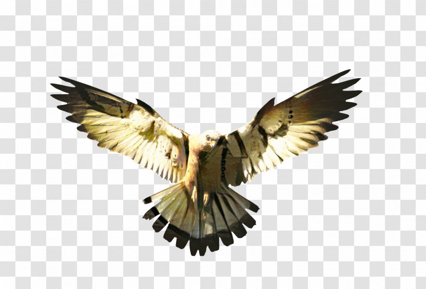Eagle Cartoon - Bird Of Prey - Peregrine Falcon Harrier Transparent PNG