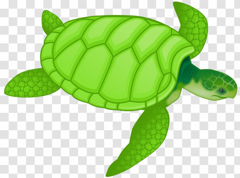 Green Sea Turtle Drawing Clip Art - Free Clipart Transparent PNG
