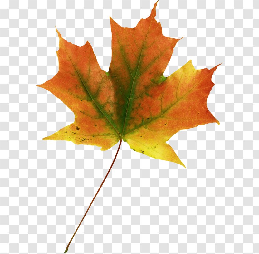 Maple Leaf Autumn Leaves - Digital Image Transparent PNG