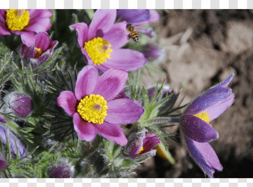 Annual Plant Anemone Herbaceous Violet Wildflower Transparent PNG