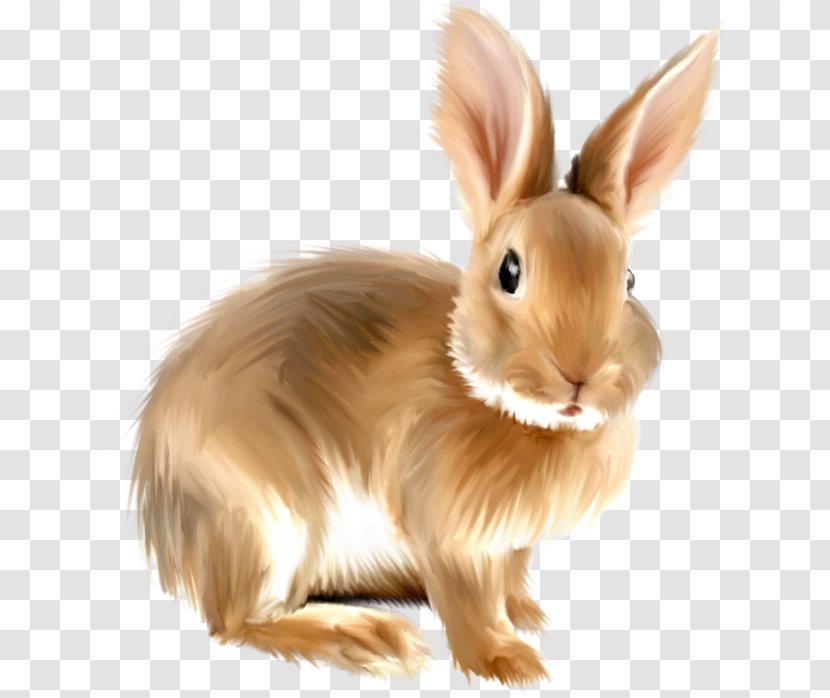 European Hare Domestic Rabbit Clip Art - Drawing - Realism Vector Transparent PNG