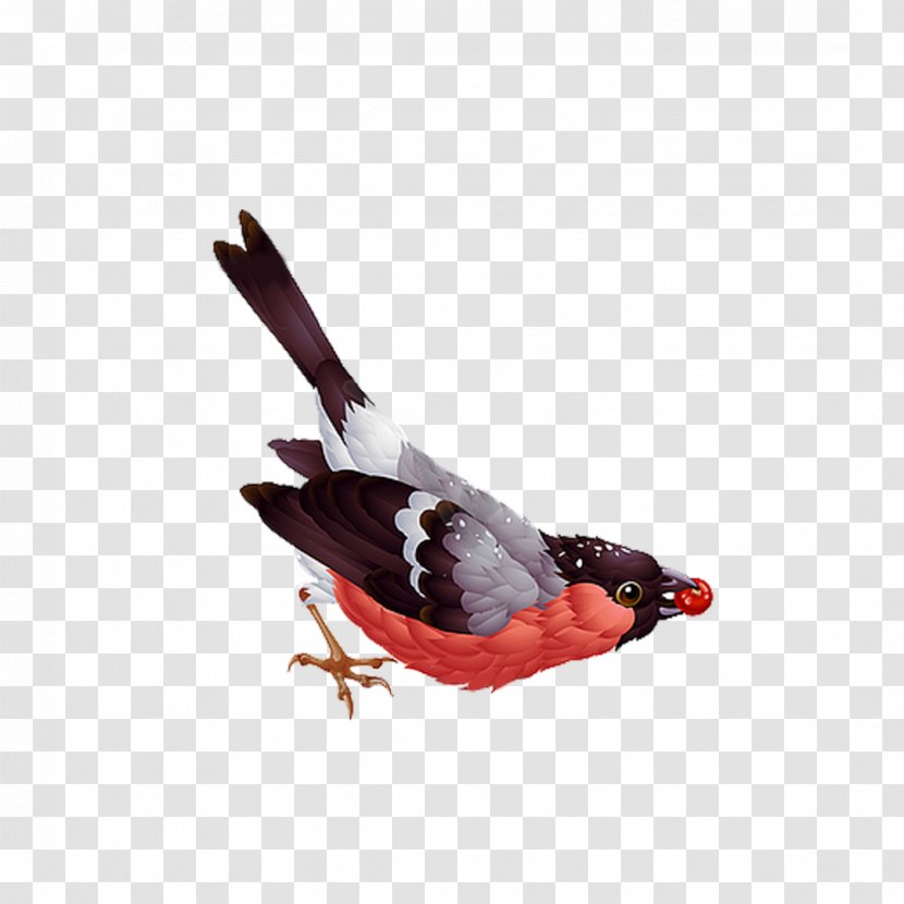 Bird Eurasian Bullfinch Vector Graphics Clip Art Illustration - Christmas Transparent PNG