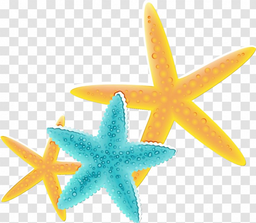 Starfish Marine Invertebrates Star Transparent PNG