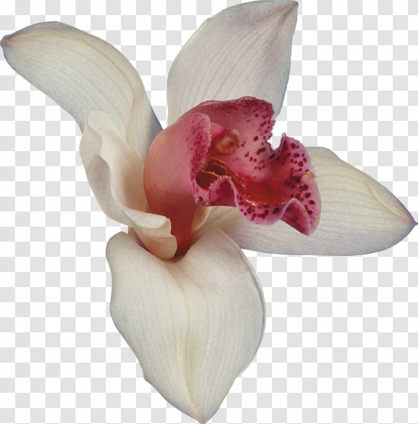 Orchids Flower Dendrobium Blog - Smiley - Euclidean Transparent PNG
