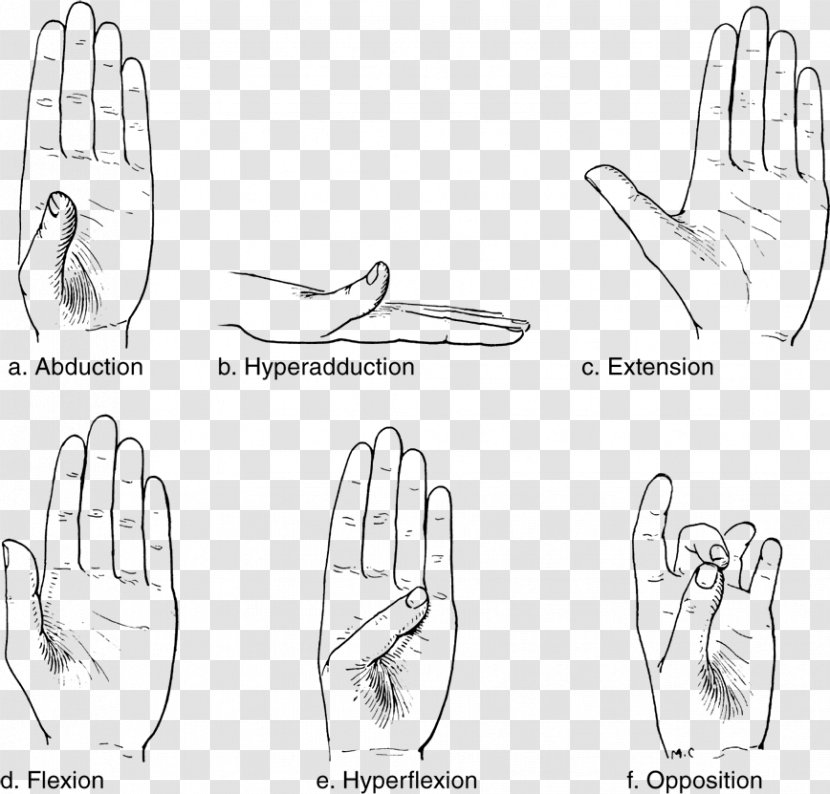 Thumb Joint Anatomy Wrist Human Body - Cartoon - Hand Transparent PNG