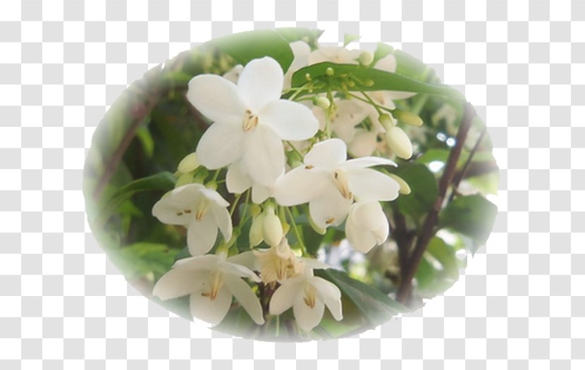 Flower Song Lam Nam Phen ดอกไม้ให้คุณ เพลงไทยเดิม - Alstonia Scholaris Transparent PNG
