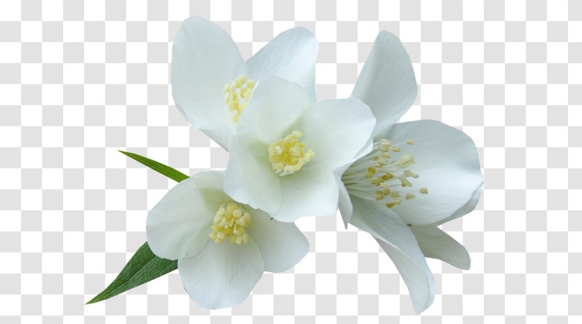 White Flower Color Clip Art - Lemon Transparent PNG