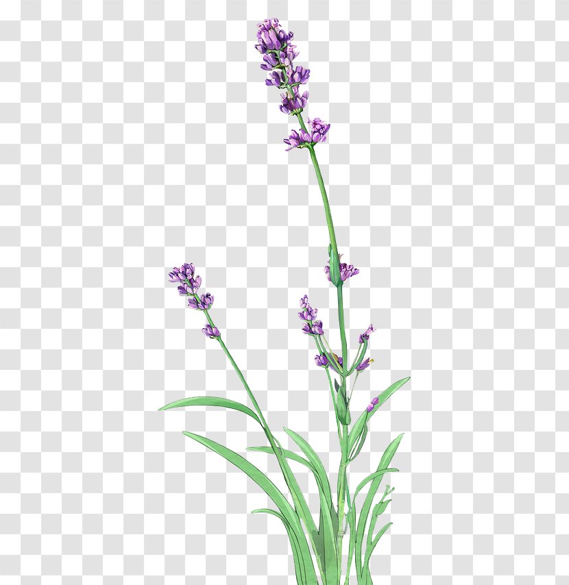 English Lavender Lossless Compression - Flowering Plant - Data Transparent PNG