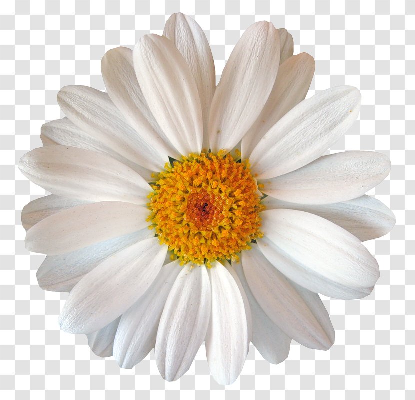 Margarita Machine Common Daisy Flower - Oxeye Transparent PNG