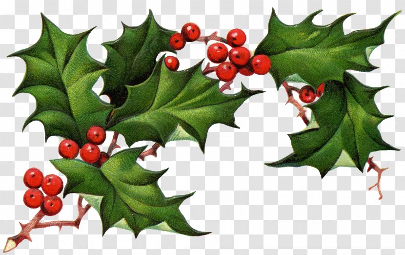 Common Holly Christmas Tree Clip Art - Corner Cliparts Transparent PNG