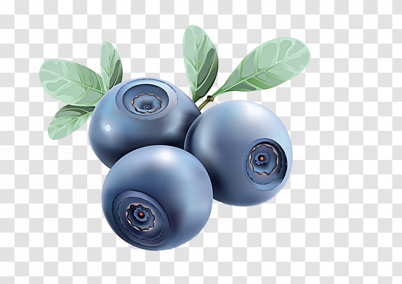 Euclidean Vector Blueberry - Painting Transparent PNG