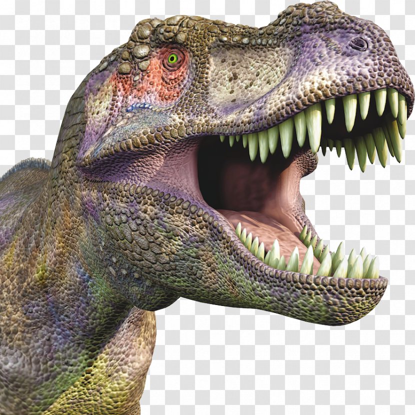 Tyrannosaurus Velociraptor Dinosaur - Dinosaurs Prehistoric Animals Transparent PNG