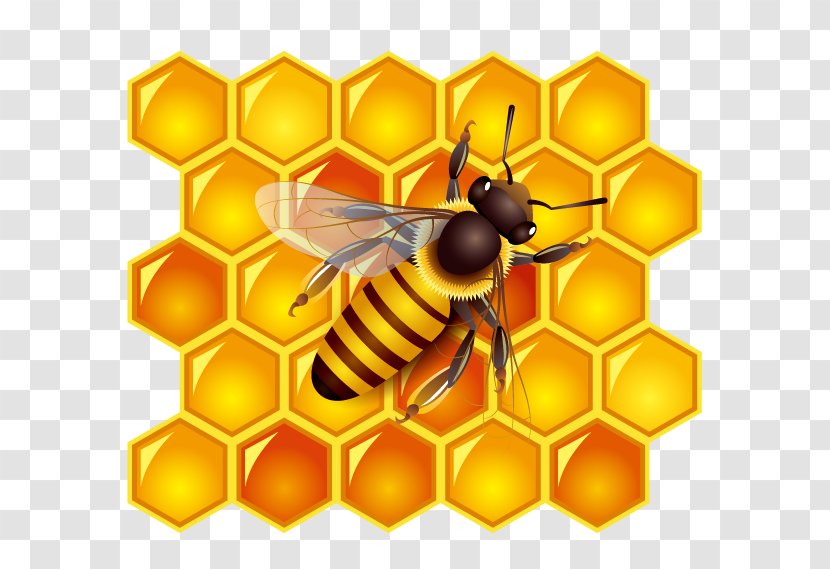 Honey Bee Honeycomb - Pollinator - Bees And Transparent PNG