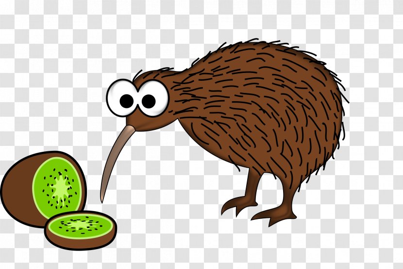 The New Zealand Kiwi Bird Clip Art Drawing - Snout Transparent PNG