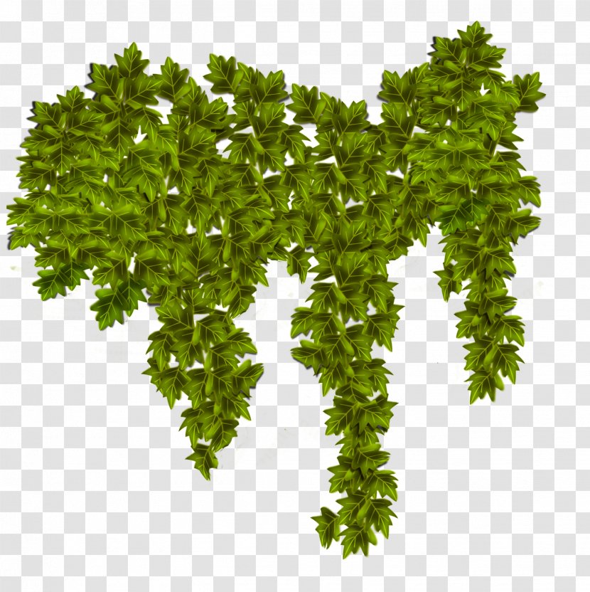 Plant Common Ivy Vine - LAND Transparent PNG