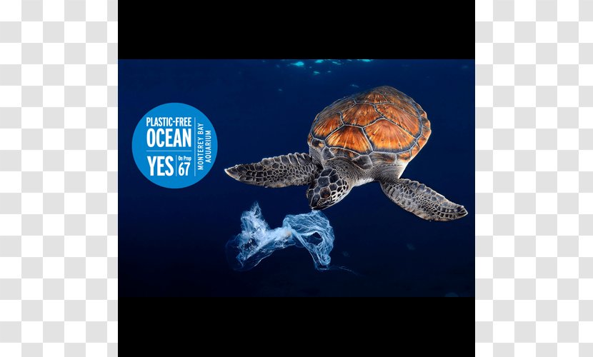 Plastic Bag Sea Turtle Jellyfish - Marine Biology - Parking Ban Transparent PNG