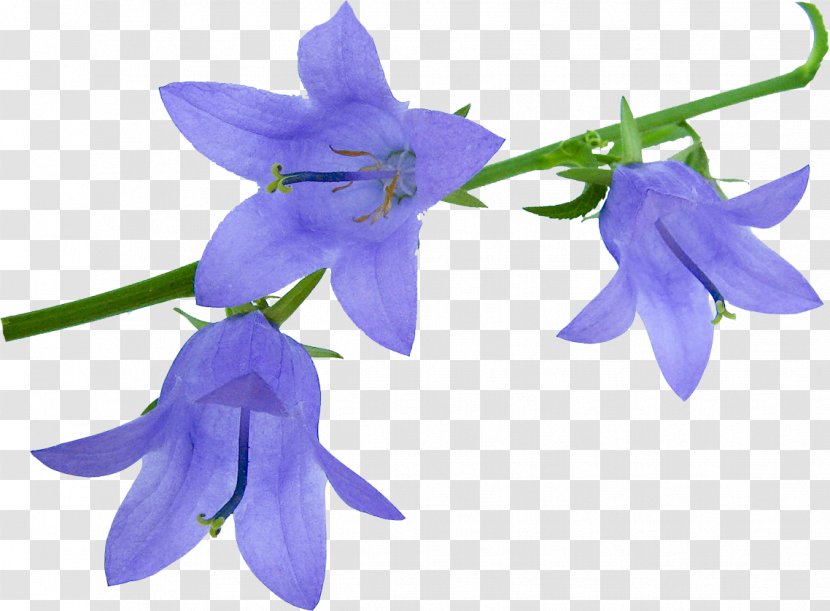Harebell Flower Clip Art GIF - Plant Transparent PNG