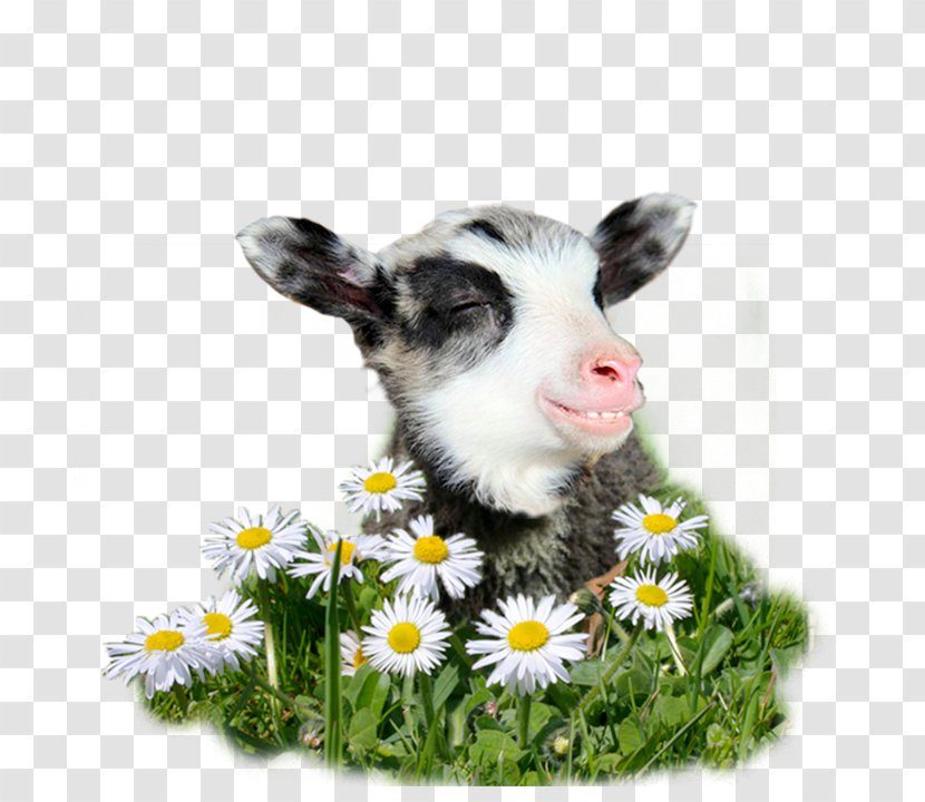 Finnsheep Goat Angora Wool Yarn - Antelope - Baby Lamb Transparent PNG
