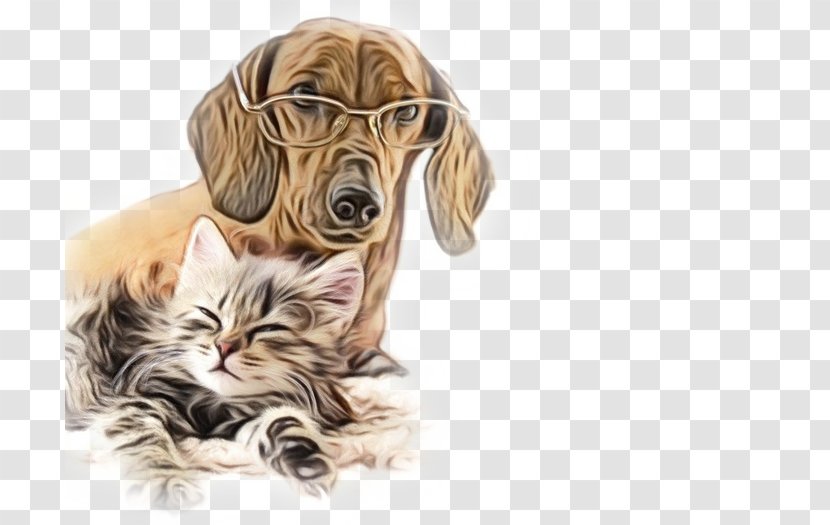 Dog Breed Whiskers Cat Companion - Tabby Sporting Group Transparent PNG