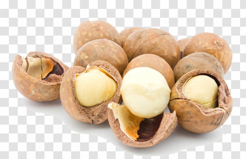Raw Foodism Macadamia Oil Nut Seed - Tree Nuts Transparent PNG