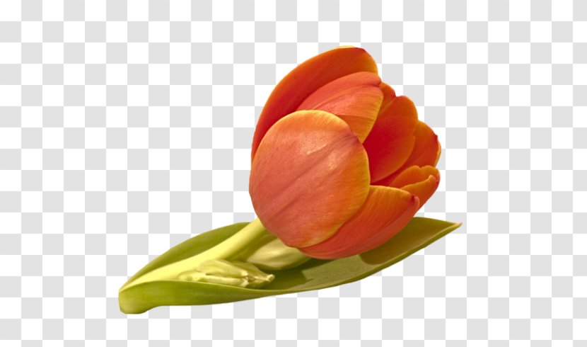 Tulip Flower Orange Red Yellow - Photography Transparent PNG