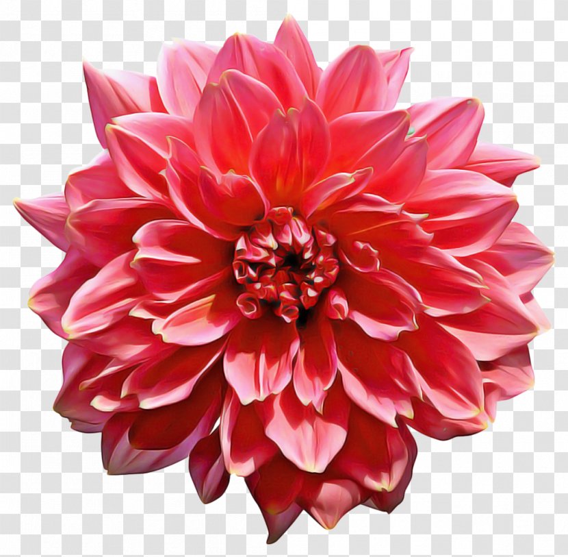 Red Watercolor Flowers - Gerbera - Herbaceous Plant Transparent PNG