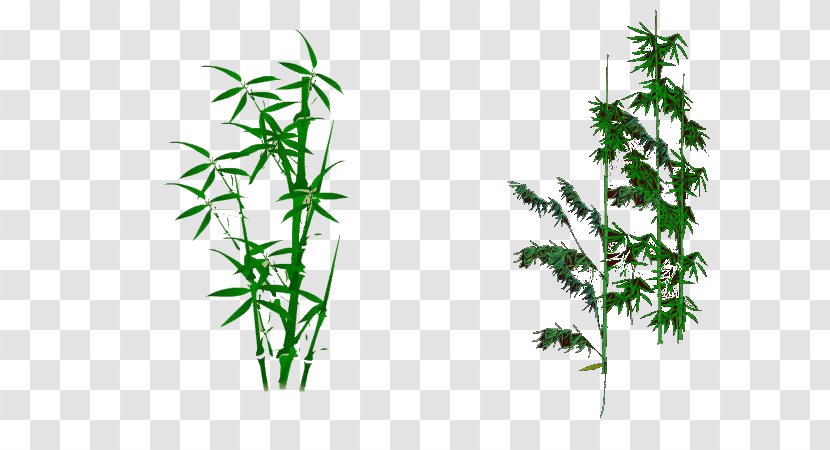 Bambusodae Zongzi - Hemp Family - South Asia Bamboo Transparent PNG