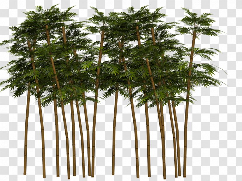 Bamboo Clip Art - Tree Transparent PNG