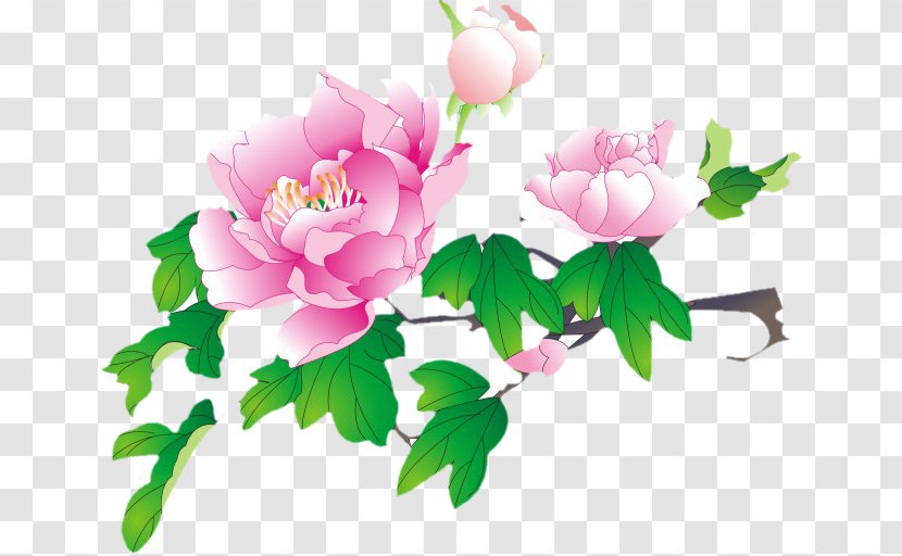 Moutan Peony Watercolor Painting Flower Drawing Image - Class Of 2015 Transparent PNG