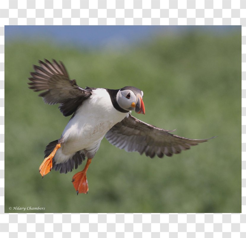 Puffin Beak Fauna Wader Falcon Transparent PNG