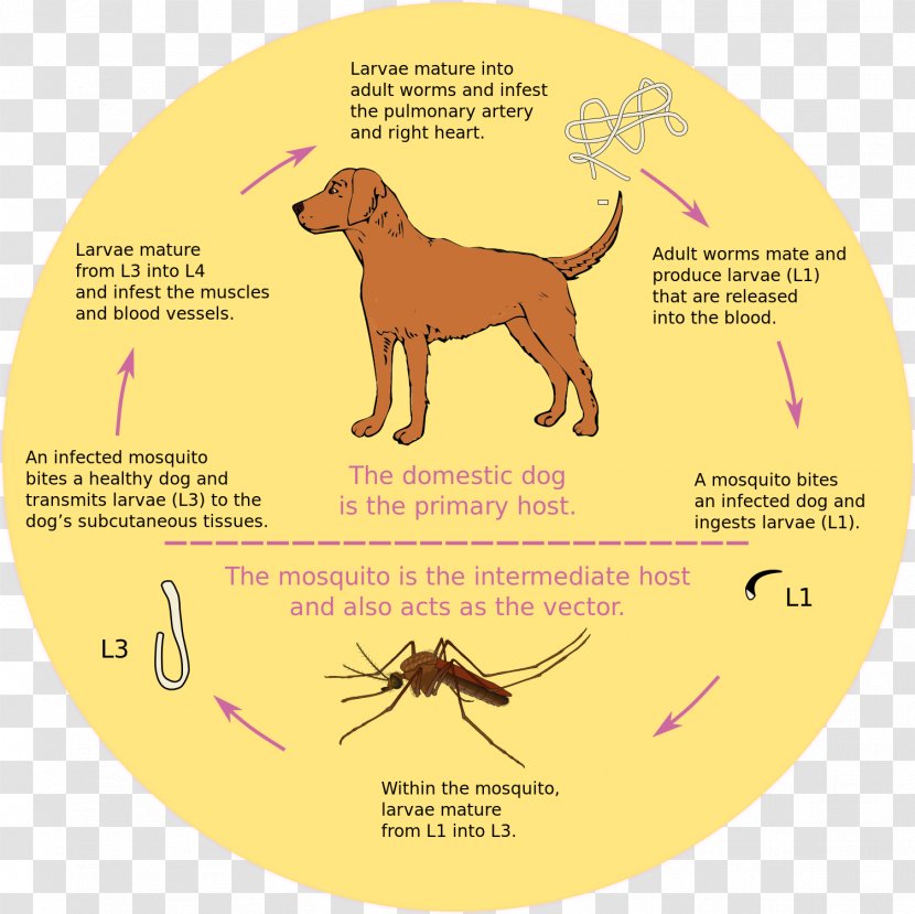 Dog Heartworm Mosquito Biological Life Cycle - Worm Transparent PNG