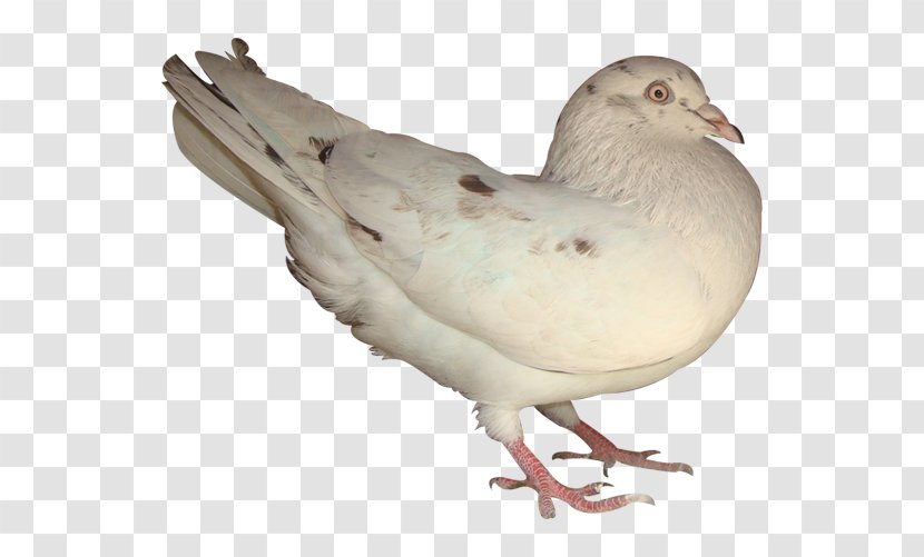 Columbidae Bird Beak Feather - Seabird - Pigeon Transparent PNG