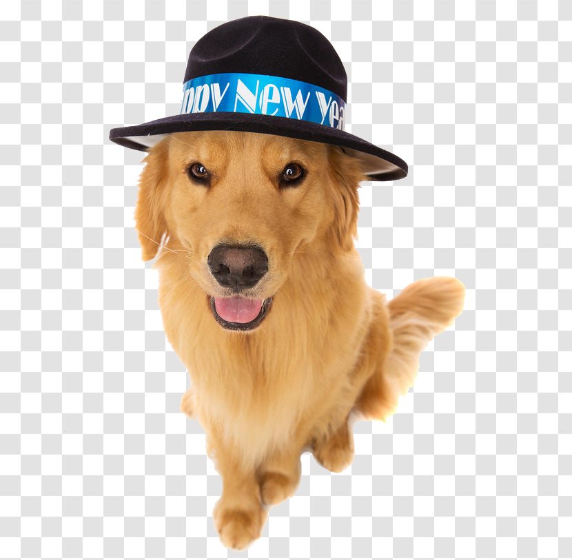 Golden Retriever Puppy New Year's Eve - Year S - 2018 Adorable Dogs Transparent PNG