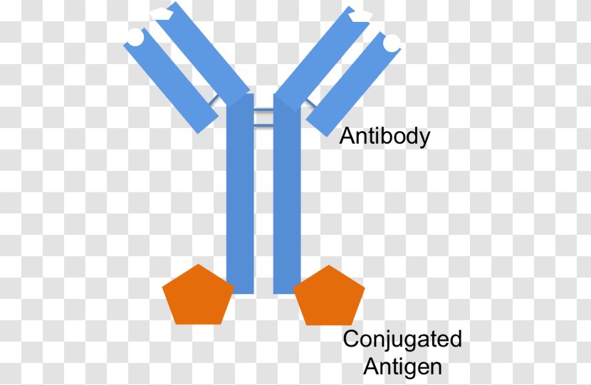 Antibody Epitope Fragment Antigen-binding B Cell - Naive - Monoclonal Production Transparent PNG