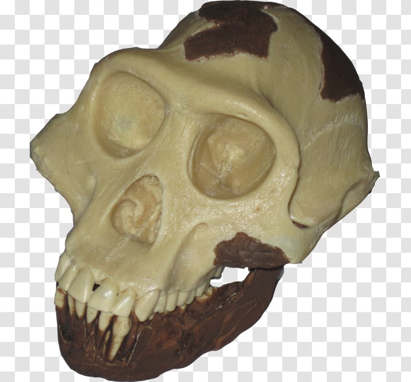 Paleontology Homo Sapiens Ardipithecus Kadabba Upright Man Paleontología Humana - Science Transparent PNG
